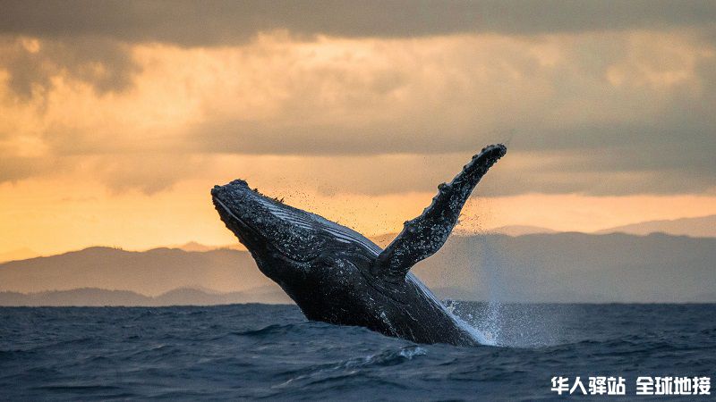 humpback-whale-jumping-out-of-the-water.jpg
